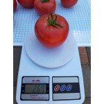 Семена томата розового Селла F1 (1000 семян), Libra Seeds (Erste Zaden), полудетерминантный Семена томата розового Селла F1 (1000 семян), Libra Seeds (Erste Zaden), полудетерминантный